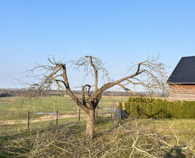 Saugus Pjūvis. Avaringų Medžių Pjovimas Genėjimas Arboristai / Saugus Pjūvis Arboristai / Darbų pavyzdys ID 4360327