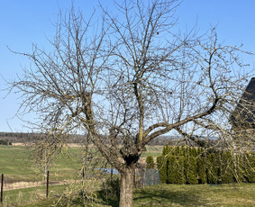 Saugus Pjūvis. Avaringų Medžių Pjovimas Genėjimas Arboristai / Saugus Pjūvis Arboristai / Darbų pavyzdys ID 4360329