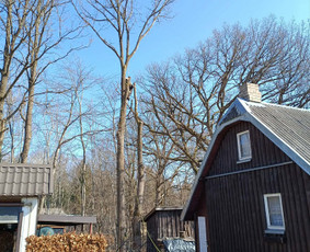 Avarinių medžių pjovimas - Saugus Pjūvis. Avaringų Medžių Pjovimas Genėjimas Arboristai - 4