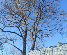 Avarinių medžių pjovimas - Saugus Pjūvis. Avaringų Medžių Pjovimas Genėjimas Arboristai - 3