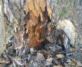 Aplinka, sodas - Saugus Pjūvis. Avaringų Medžių Pjovimas Genėjimas Arboristai - 4