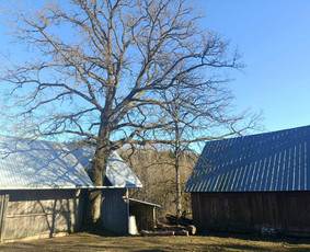 Aplinka, sodas - Saugus Pjūvis. Avaringų Medžių Pjovimas Genėjimas Arboristai - 2