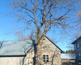 Aplinka, sodas - Saugus Pjūvis. Avaringų Medžių Pjovimas Genėjimas Arboristai - 1