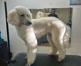 Paslaugos augintiniams - &Scaron;unų kirpykla Klaipėdoje - 4