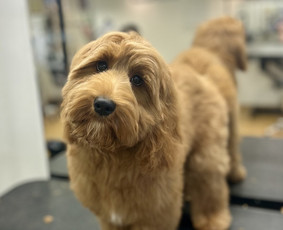 Paslaugos augintiniams - &Scaron;unų kirpykla Klaipėdoje - 3