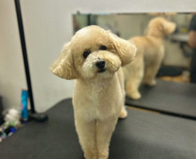 Paslaugos augintiniams - &Scaron;unų kirpykla Klaipėdoje - 2