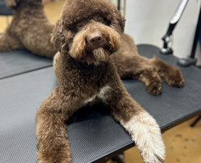 Paslaugos augintiniams - &Scaron;unų kirpykla Klaipėdoje - 1