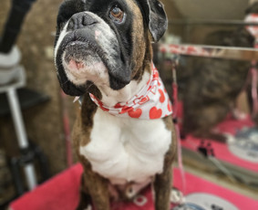 Paslaugos augintiniams - &Scaron;unų, kačių - kirpimas, maudymas, nukailinimas - 2