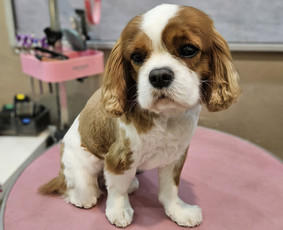 Paslaugos augintiniams - &Scaron;unų, kačių - kirpimas, maudymas, nukailinimas - 1