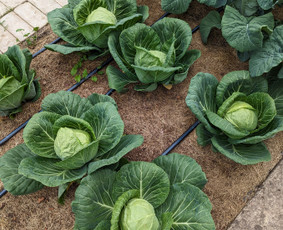 Laistymo sistemos, įrengimas - Vejos laistymo sistemų projektavimas, montavimas, remontas - 1