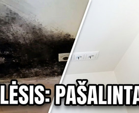 Pelėsio ir medžio grybo "Trobagrybio" naikinimas, šalinimas / PelėsioNaikinimasSalinimas.lt / Darbų pavyzdys ID 4361369