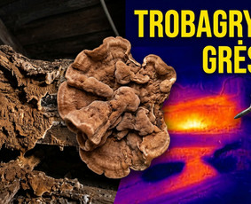 Pelėsio ir medžio grybo "Trobagrybio" naikinimas, šalinimas / PelėsioNaikinimasSalinimas.lt / Darbų pavyzdys ID 4361387