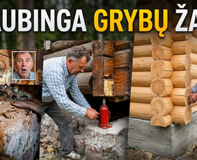 Pelėsio ir medžio grybo "Trobagrybio" naikinimas, šalinimas / PelėsioNaikinimasSalinimas.lt / Darbų pavyzdys ID 4361391