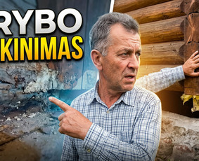 Pelėsio ir medžio grybo "Trobagrybio" naikinimas, šalinimas / PelėsioNaikinimasSalinimas.lt / Darbų pavyzdys ID 4361397