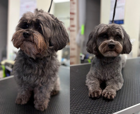 Paslaugos augintiniams - &Scaron;unų ir kačių kirpėja Paulina - 2