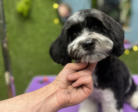 Paslaugos augintiniams - &Scaron;unu Kirpykla Sagis/ sunu kirpykla/kačių - 4