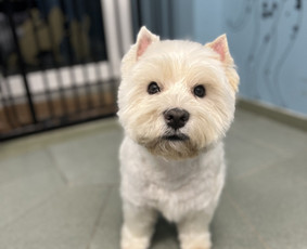 Paslaugos augintiniams - &Scaron;unu Kirpykla Sagis/ sunu kirpykla/kačių - 3