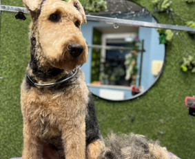 Paslaugos augintiniams - &Scaron;unu Kirpykla Sagis/ sunu kirpykla/kačių - 2