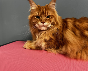 &Scaron;unų ir kačių kailio priežiūra - &Scaron;unu Kirpykla Sagis/ sunu kirpykla/kačių - 1