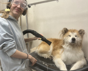 &Scaron;unų ir kačių maudymas - &Scaron;unu Kirpykla Sagis/ sunu kirpykla/kačių - 1