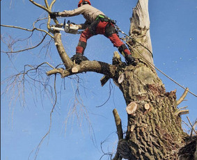 Avarinių medžių pjovimas - Avarinių medžių pjovimas genėjimas,vaismedžių genėjimas - 2