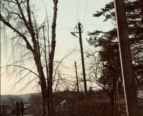 Medžių genėjimas, pjovimas - Avarinių medžių pjovimas genėjimas,vaismedžių genėjimas - 4