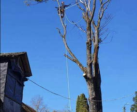 Medžių genėjimas, pjovimas - Avarinių medžių pjovimas genėjimas,vaismedžių genėjimas - 3