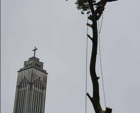Medžių genėjimas, pjovimas - Avarinių medžių pjovimas genėjimas,vaismedžių genėjimas - 2