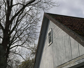 Medžių genėjimas, pjovimas - Avarinių medžių pjovimas genėjimas,vaismedžių genėjimas - 1