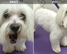 Paslaugos augintiniams - &Scaron;unų kirpėja Irma (A. &Scaron;ančiai, Kaunas) - 3