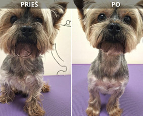 Paslaugos augintiniams - &Scaron;unų kirpėja Irma (A. &Scaron;ančiai, Kaunas) - 1