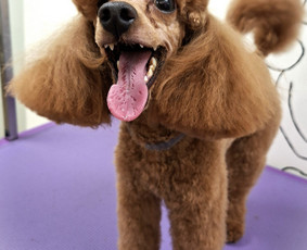 Paslaugos augintiniams - &Scaron;unų kirpėja Irma (A. &Scaron;ančiai, Kaunas) - 2