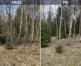 Medžių genėjimas, pjovimas - Sklypų tvarkymas: medžių ir krūmų pjovimas su i&scaron;vežimu. - 4