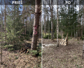 Sklypų tvarkymas: medžių ir krūmų pjovimas su išvežimu. / Albertas Rakuckis / Darbų pavyzdys ID 4363851