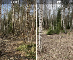 Medžių genėjimas, pjovimas - Sklypų tvarkymas: medžių ir krūmų pjovimas su i&scaron;vežimu. - 2