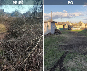 Medžių genėjimas, pjovimas - Sklypų valymas, žolės pjovimas, krūmų ir medžių pjovimas - 1