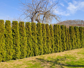Aplinkos tvarkymas, apželdinimas - Gyvatvorių karpymas, vaismedžių genėjimas - 4