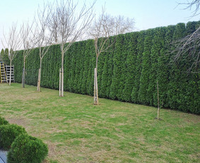 Aplinkos tvarkymas, apželdinimas - Gyvatvorių karpymas, vaismedžių genėjimas - 2