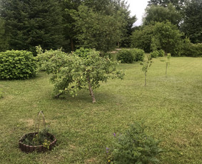 Vejos priežiūra, įrengimas - Vejos skarifikavimas aeravimas trę&scaron;imas samanų naikinimas - 4