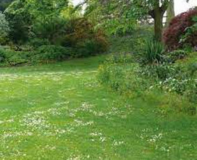 Vejos priežiūra, įrengimas - Vejos skarifikavimas aeravimas trę&scaron;imas samanų naikinimas - 3