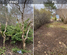 Medžių genėjimas, pjovimas - Sklypų tvarkymas: medžių ir krūmų pjovimas su i&scaron;vežimu. - 1