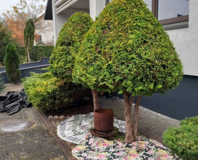 Gyvatvorių karpymas - Gyvatvorių karpymas - 3