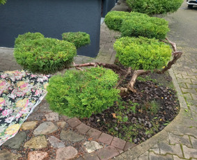 Gyvatvorių karpymas - Gyvatvorių karpymas - 2