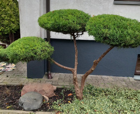 Gyvatvorių karpymas - Gyvatvorių karpymas - 1