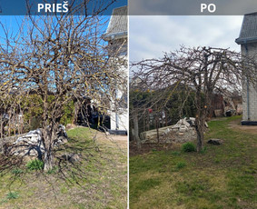 Pjaunu veją žoliapjove ir trimeriu, išrašau Sf / Tomas aplinkos priežiūra / Darbų pavyzdys ID 4365175