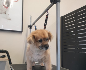 Paslaugos augintiniams - &Scaron;unelių nukailinimas ir kirpimas, kačių kirpimas - 3