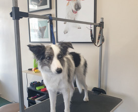 Paslaugos augintiniams - &Scaron;unelių nukailinimas ir kirpimas, kačių kirpimas - 2