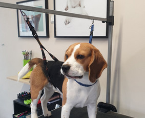 Paslaugos augintiniams - &Scaron;unelių nukailinimas ir kirpimas, kačių kirpimas - 1