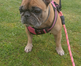 Paslaugos augintiniams - Gyvūnų priežiūra. Nakvynė. - 4