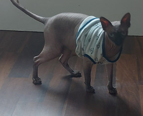 Paslaugos augintiniams - Gyvūnų priežiūra. Nakvynė. - 3